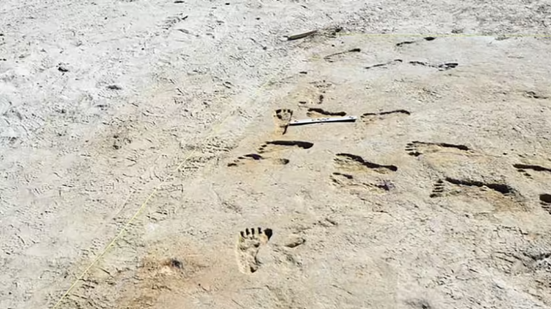 Footprints in New Mexico are earliest unequivocal evidence