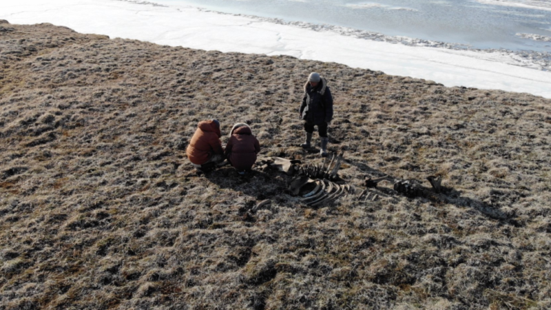 Russian expedition finds evidence of Stone Age hunters